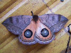 FIGURE 3b FIGURE 3b